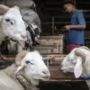 Keistimewaan Hari Raya Idul Adha