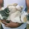 Ilustrasi Kucing digendong