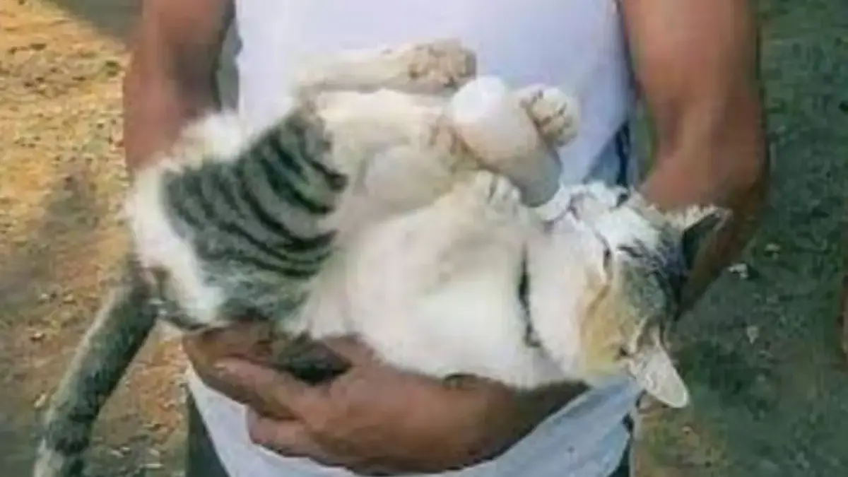 Ilustrasi Kucing digendong