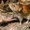 Hantavirus