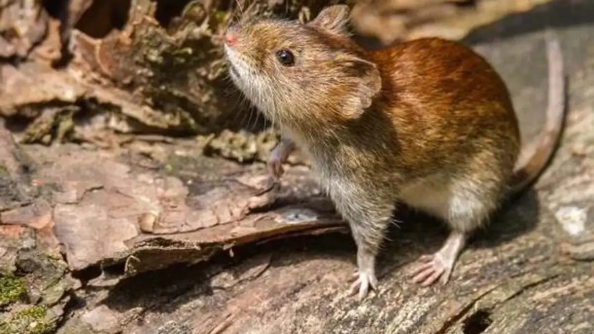 Hantavirus