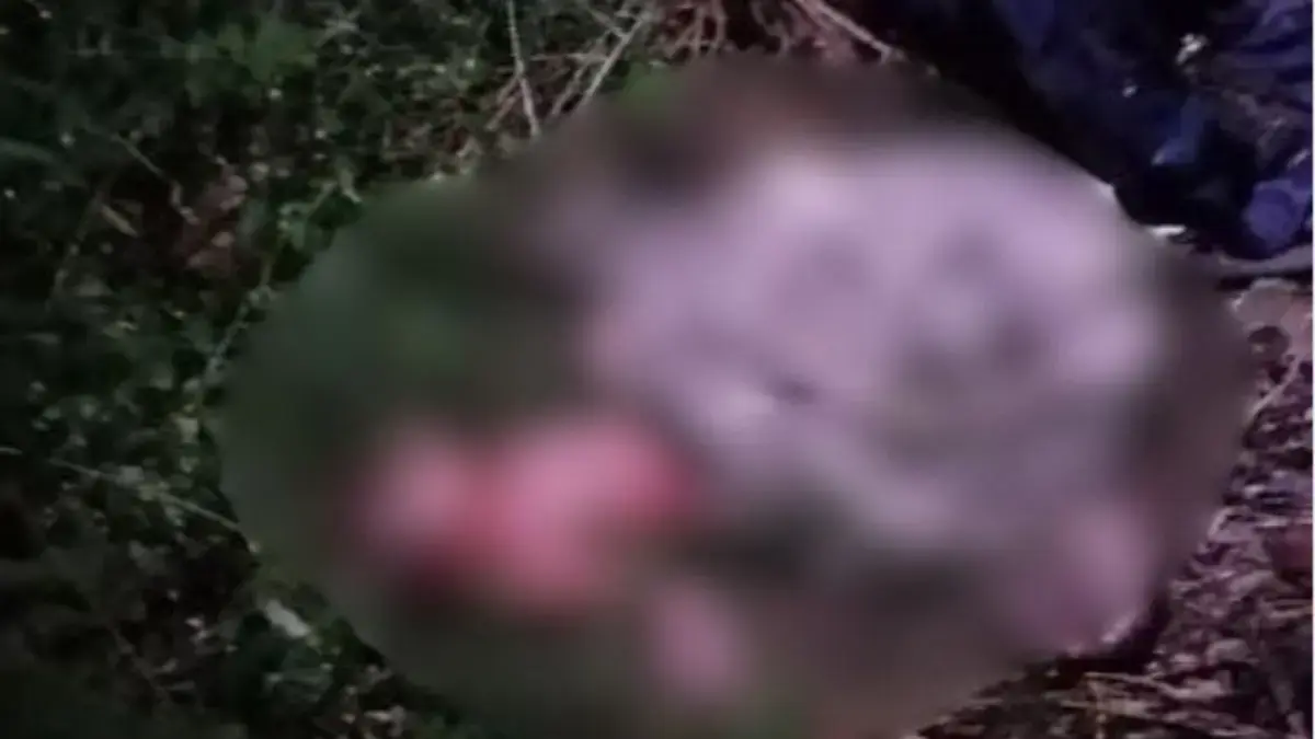 Tangis Bayi dari Semak-semak Gegerkan Warga Cikarang, Ditemukan Masih Berdarah dan Hanya Ditutupi Kolam Angin Seorang bayi yang diduga baru dilahirkan ditemukan di semak-semak.