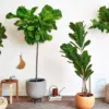 Ilustrasi Tanaman Pot Fiddle Leaf Fig.