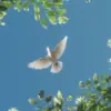 Kenapa Burung Merpati Bisa Pulang Walaupun Dilepas Jauh