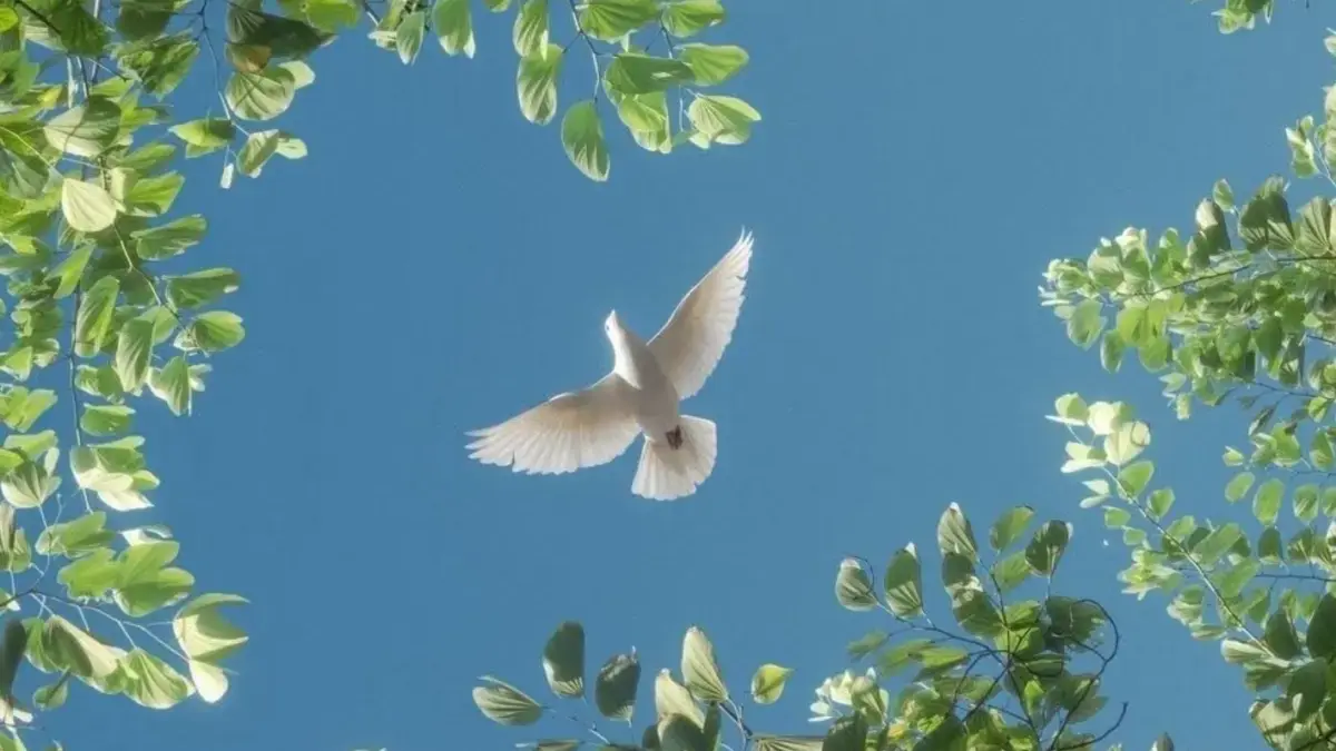 Kenapa Burung Merpati Bisa Pulang Walaupun Dilepas Jauh