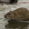 Waspada Leptospirosis saat Musim Hujan.