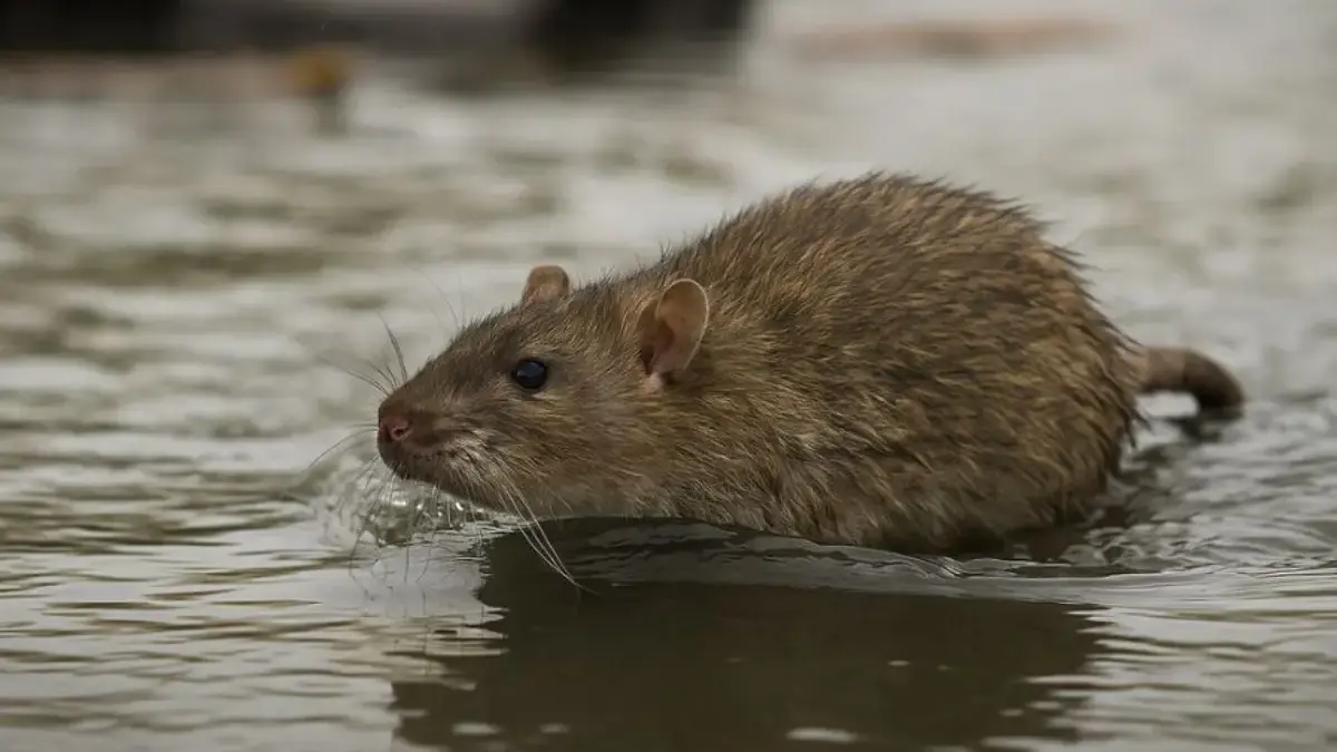 Waspada Leptospirosis saat Musim Hujan.