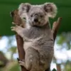 Sidik Jari Koala Mirip Banget Sama Manusia