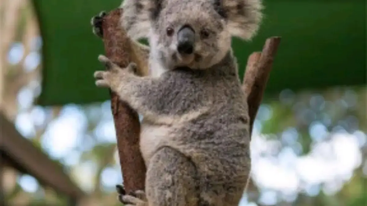 Sidik Jari Koala Mirip Banget Sama Manusia