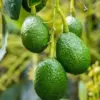 Alpukat Ga pernah Matang Di Pohon