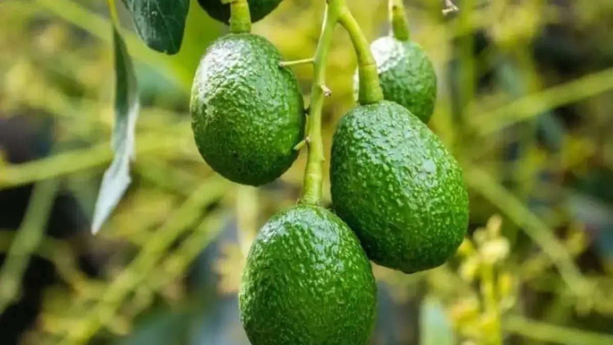Alpukat Ga pernah Matang Di Pohon