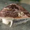 Gigi Siput Laut Lebih Kuat Dari Baja.