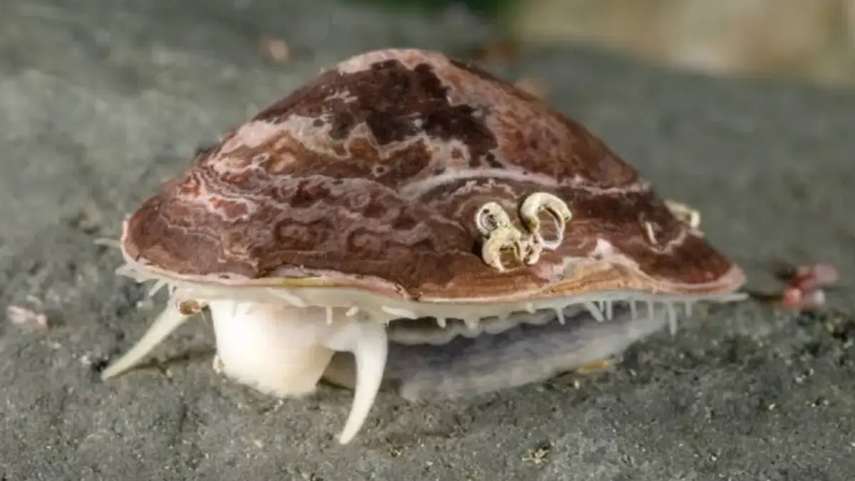 Gigi Siput Laut Lebih Kuat Dari Baja.