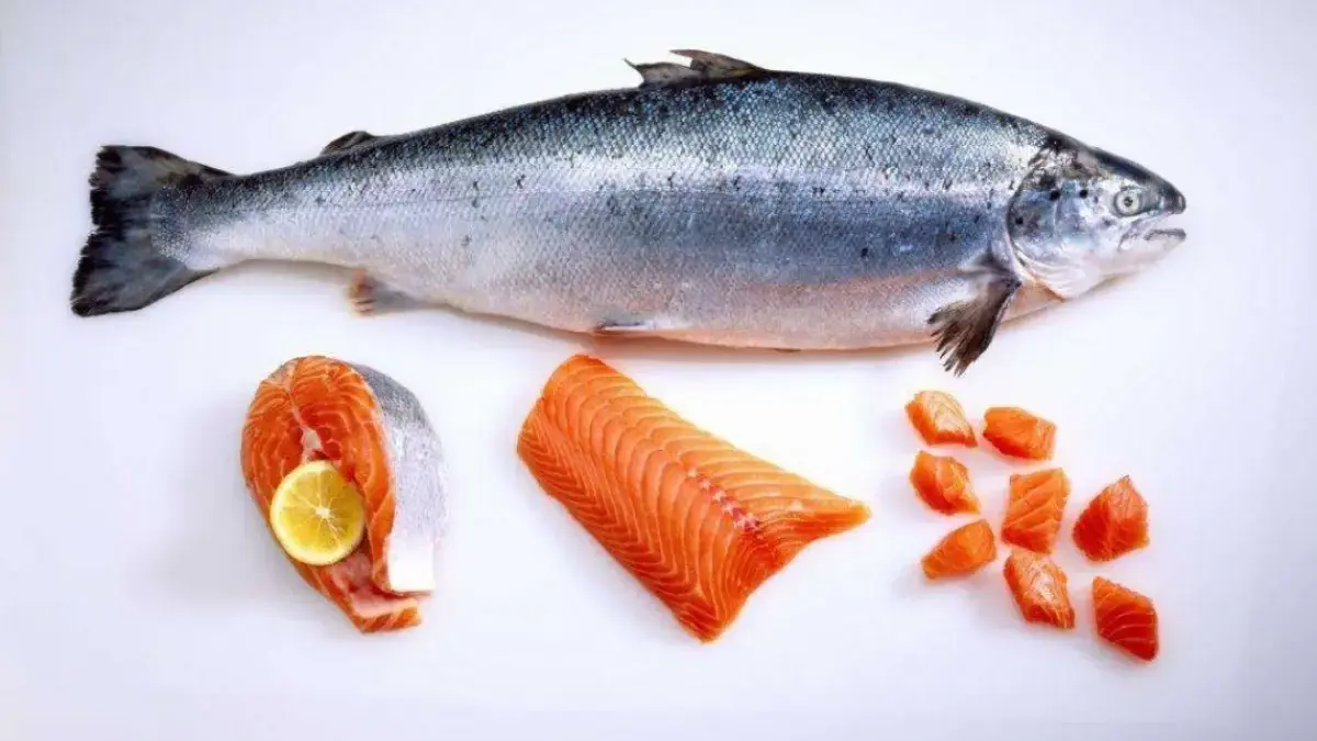 Di Inggris Harus Ada Izin Kalau Membawa Ikan Salmon