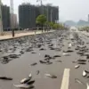 Hujan Ikan di Honduras