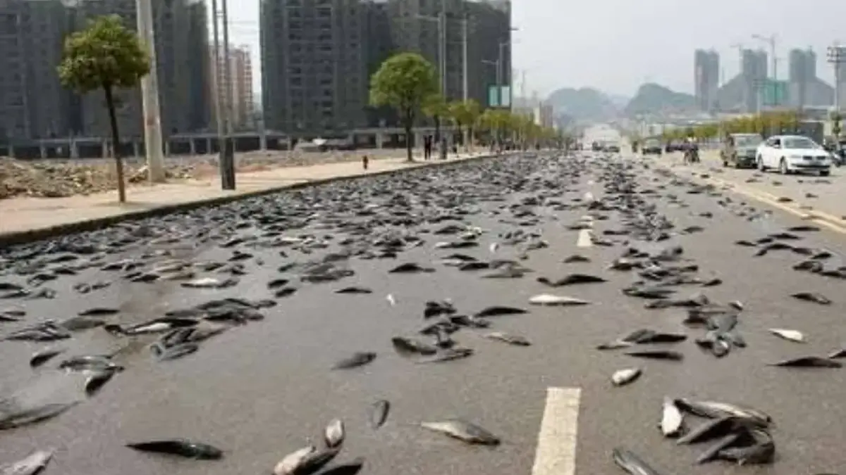 Hujan Ikan di Honduras