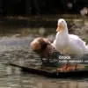 Kenapa Bebek Saat Hujan Diam