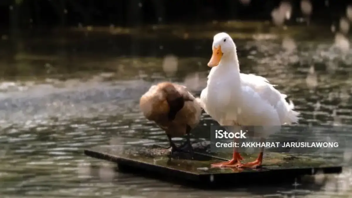 Kenapa Bebek Saat Hujan Diam