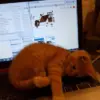 Benarkah Kucing Suka Tiduran Di Atas Laptop