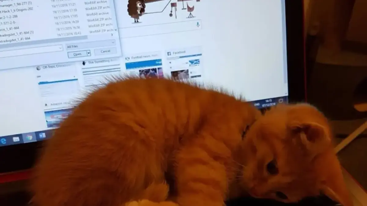Benarkah Kucing Suka Tiduran Di Atas Laptop