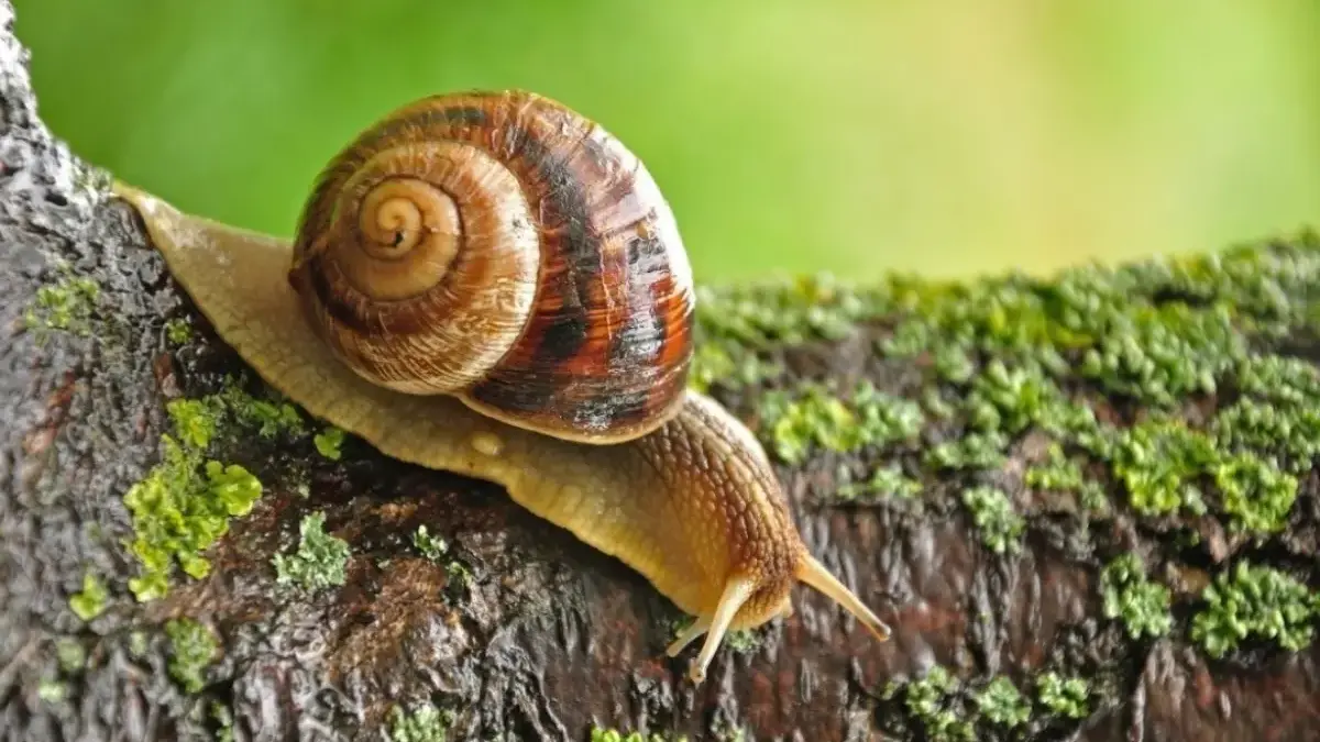Kenapa Siput Tertarik Dengan Bir.