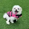 Kenapa Anjing Memiringkan Kepala Saat Diajak Ngobrol