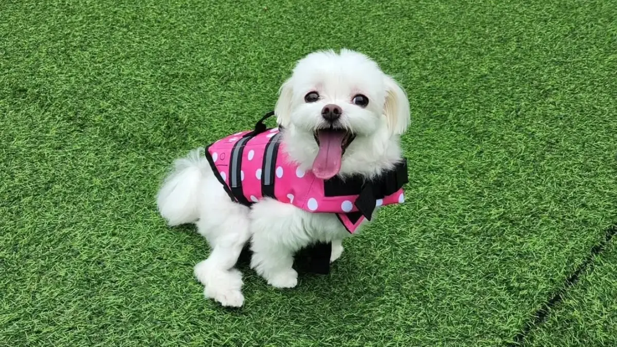 Kenapa Anjing Memiringkan Kepala Saat Diajak Ngobrol