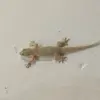 Autotomi Pada Cicak