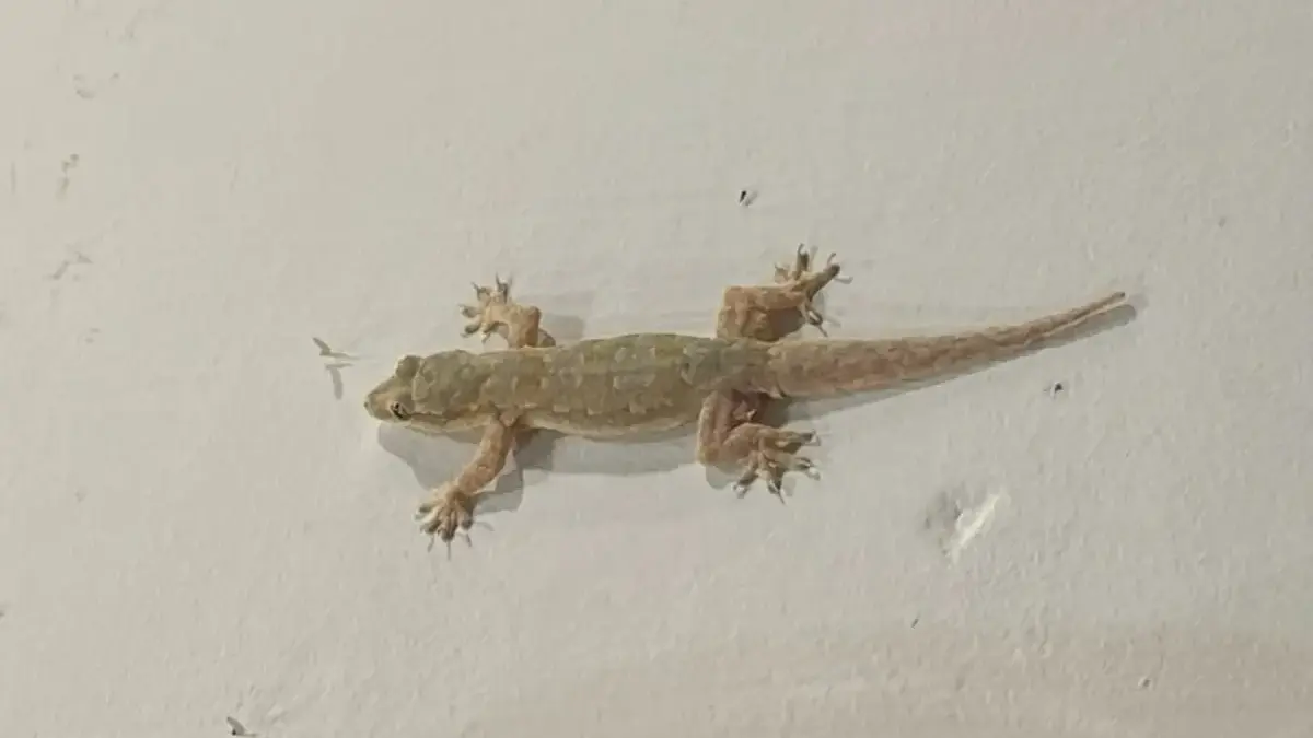 Autotomi Pada Cicak
