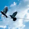 Kenapa Burung Tidak Tersetrum Saat Hinggap di Kabel Listrik
