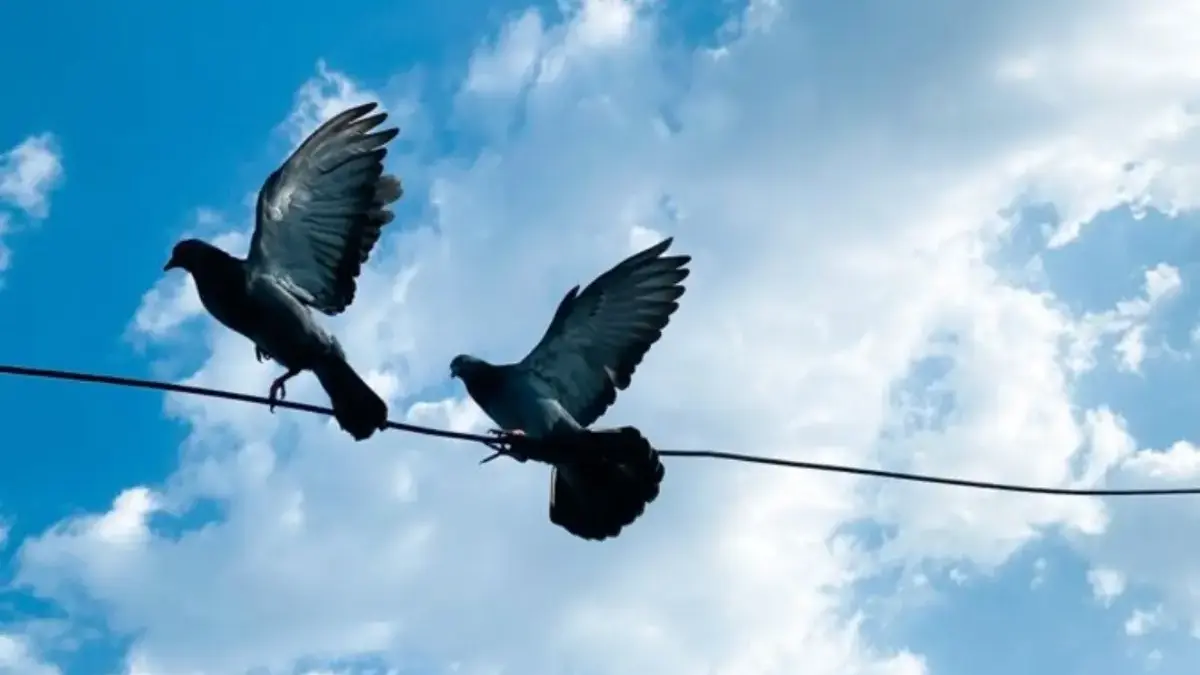 Kenapa Burung Tidak Tersetrum Saat Hinggap di Kabel Listrik