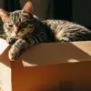Kucing Suka Masuk Kardus