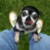 Kenapa Anjing Peliharaan Suka Menempel di Kaki Pemiliknya