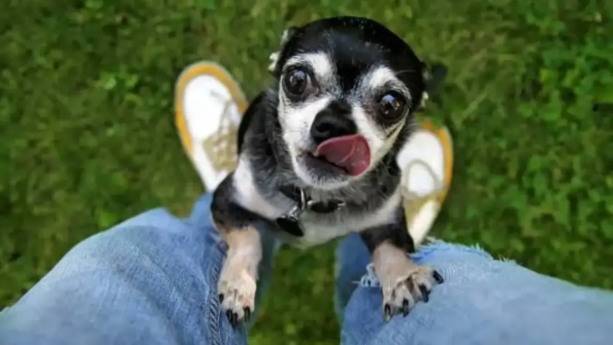 Kenapa Anjing Peliharaan Suka Menempel di Kaki Pemiliknya