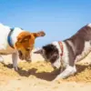 Kenapa Anjing Suka Mengubur Tulang Bekas Makanannya