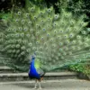 Kenapa Burung Merak Suka Memamerkan Bulunya