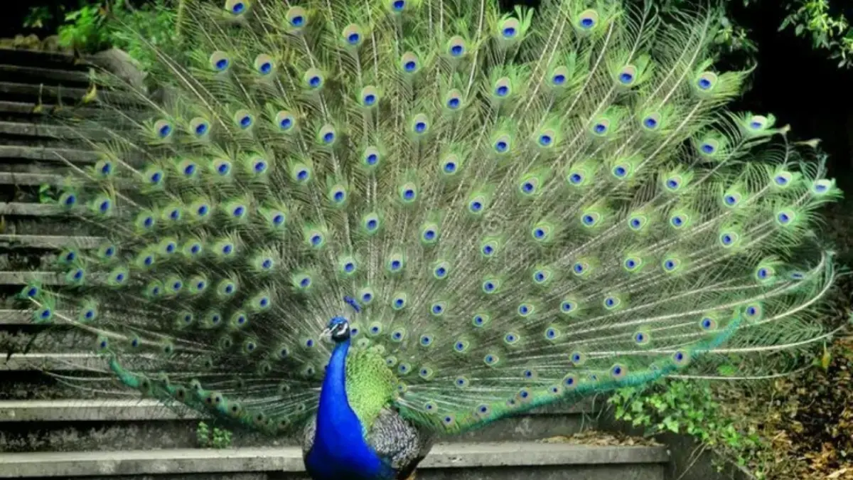 Kenapa Burung Merak Suka Memamerkan Bulunya