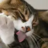 Kenapa Kucing Suka Menjilat Tubuhnya Sendiri