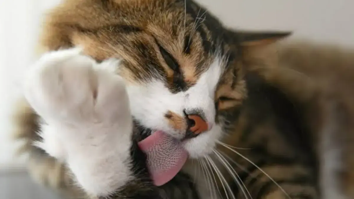 Kenapa Kucing Suka Menjilat Tubuhnya Sendiri