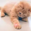 Kenapa Kucing Tertarik Dengan Cahaya Laser
