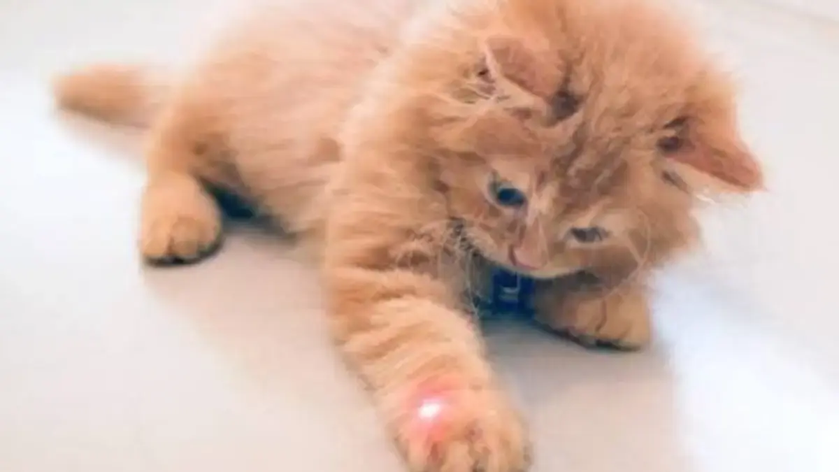 Kenapa Kucing Tertarik Dengan Cahaya Laser