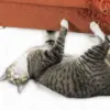 Alasan Kenapa Kucing Suka Mencakar Sofa.