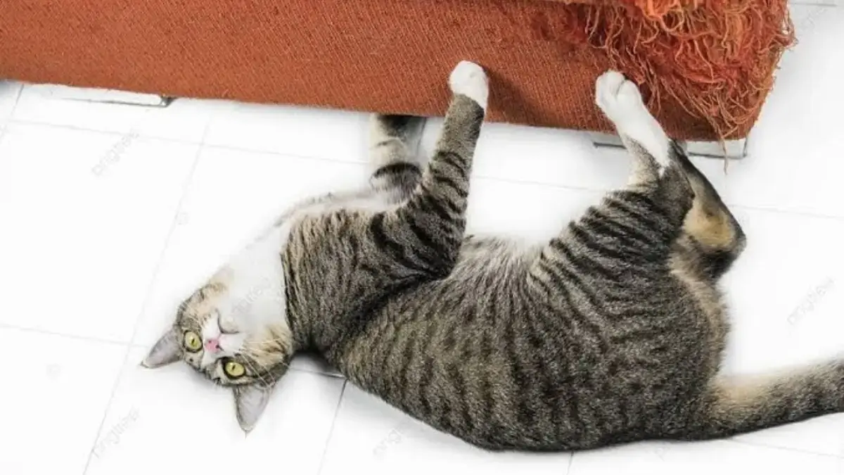 Alasan Kenapa Kucing Suka Mencakar Sofa.