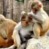 Tingkah Lucu Monyet yang Suka Mencari Kutu Temannya