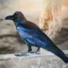 Burung Gagak Ternyata Suka Menyimpan Dendam