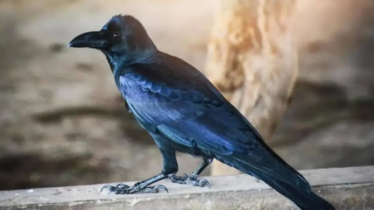 Burung Gagak Ternyata Suka Menyimpan Dendam