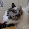Tingkah Lucu Hewan Peliharaan yang Membuat Pemilik Tersenyum