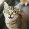 Kenapa Kucing Suka Mengeong di Malam Har