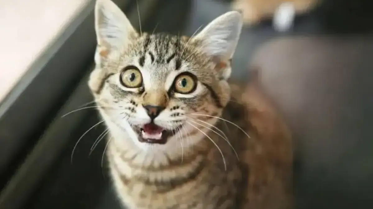 Kenapa Kucing Suka Mengeong di Malam Har