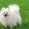 Alasan Anjing Melolong Saat Mendengar Suara Tertentu